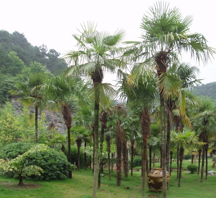 La palmera china se puede plantar en grupos