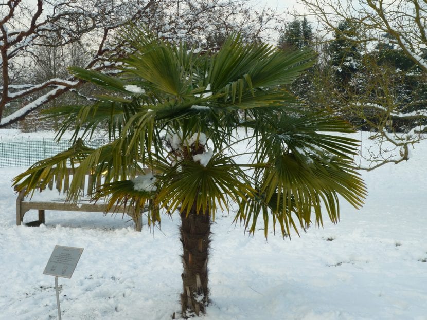 Trachycarpus fortunei, una palmera que resiste bien el frío