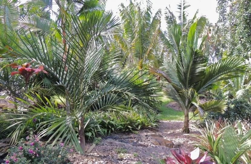 Palmeras Cyphophoenix elegans y Cyphophoenix nucele