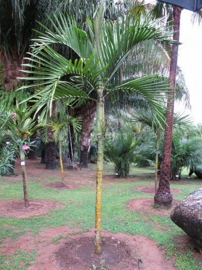Ejemplar de Cyphophoenix elegans