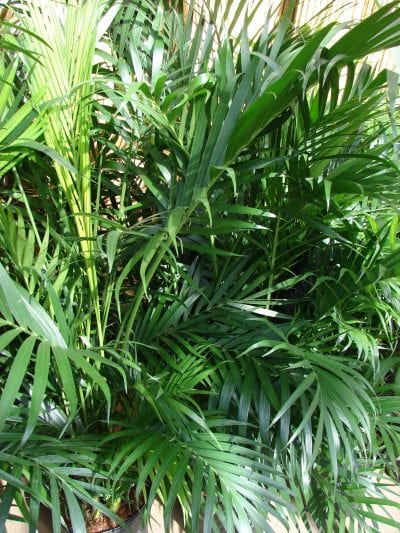 Hojas de la Chamaedorea cataractarum