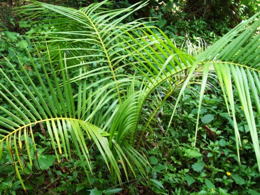 Raphia taedigera