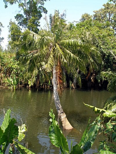 Ravenea musicalis