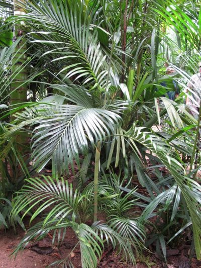 Ejemplar de Areca rheophytica