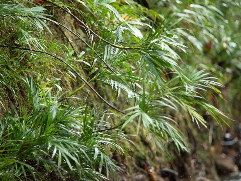 Pinanga rivularis