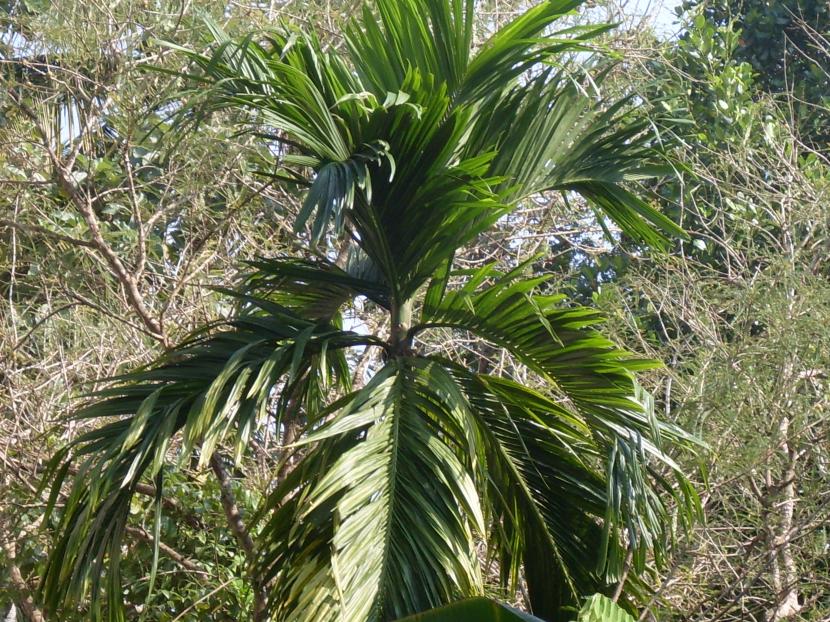 Vista de la corona de la Areca catechu