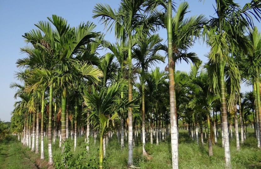 Ejemplar de Areca catechu con su tronco anillado y su capitel verde