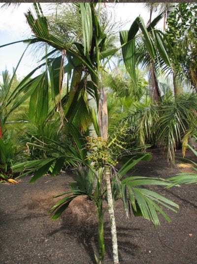 Vista de la Areca guppyana