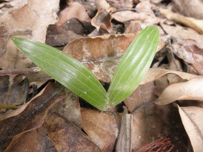 Plantita joven de Areca, una palmera preciosa