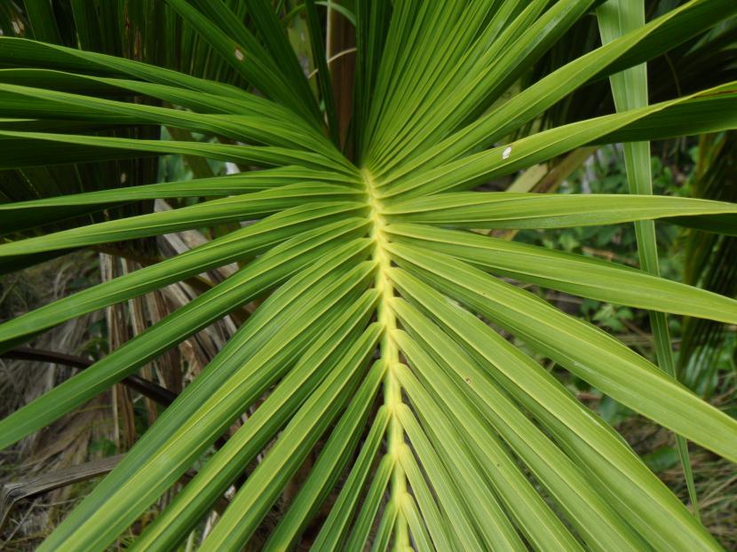 Howea belmoreana