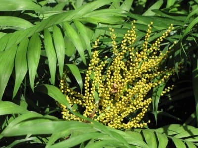 Chamaedorea elegans o palmera de salón cultivada en maceta