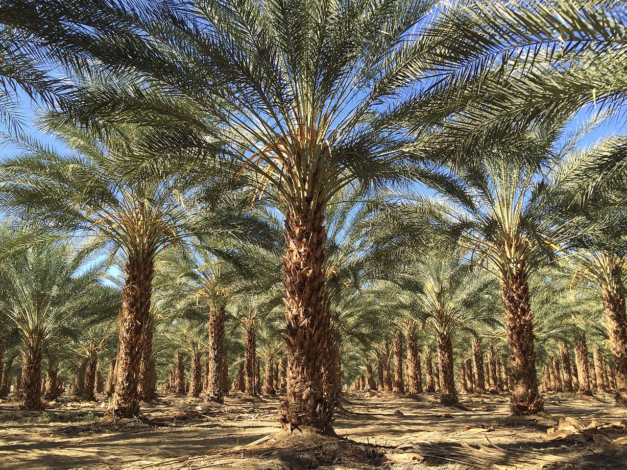 Vista de palmeras datileras