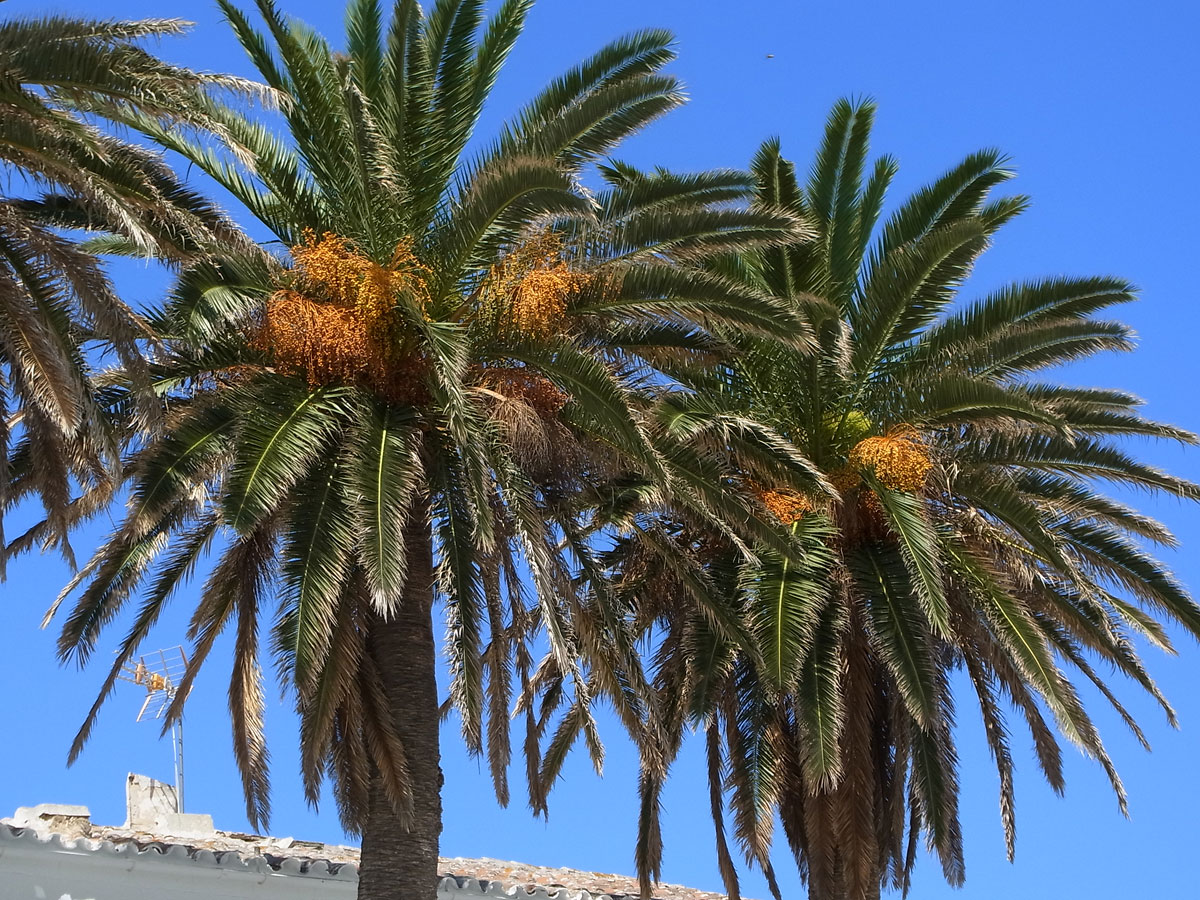 Vista de la palmera canaria