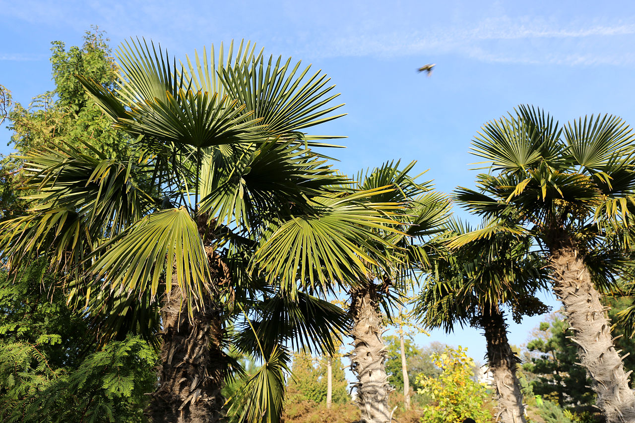 Vista del Trachycarpus fortunei