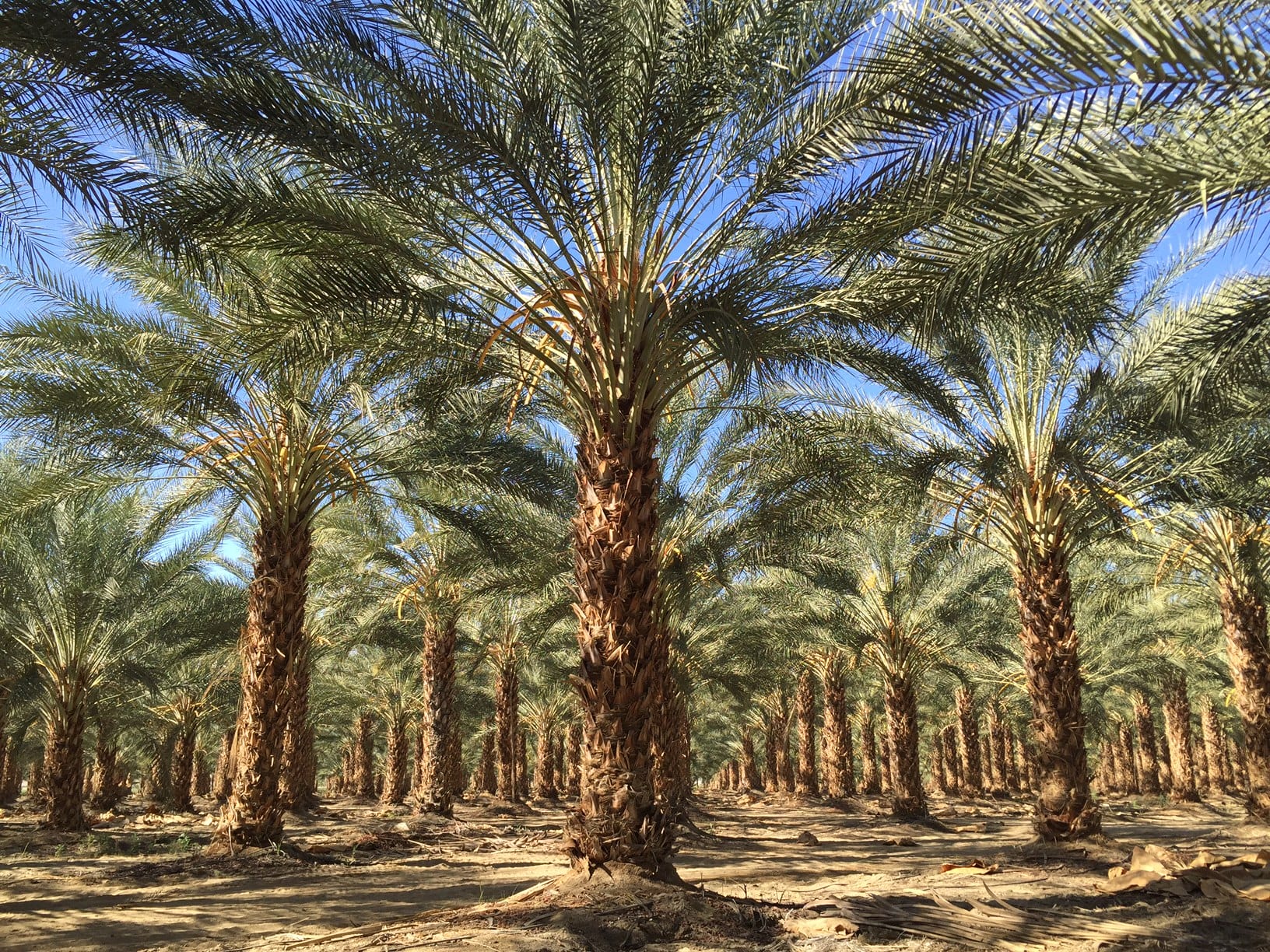 Phoenix dactylifera: cuidados de la palmera datilera