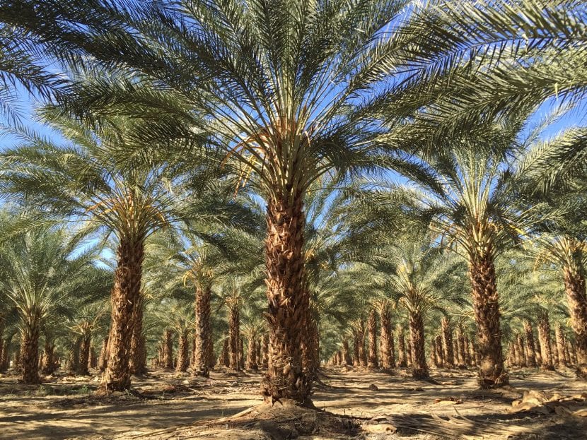 Plantación de palmeras datileras