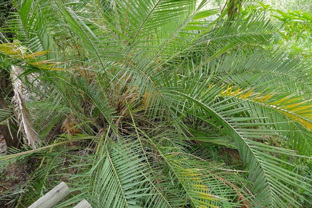 Las hojas de la Phoenix reclinata son largas y pinnadas