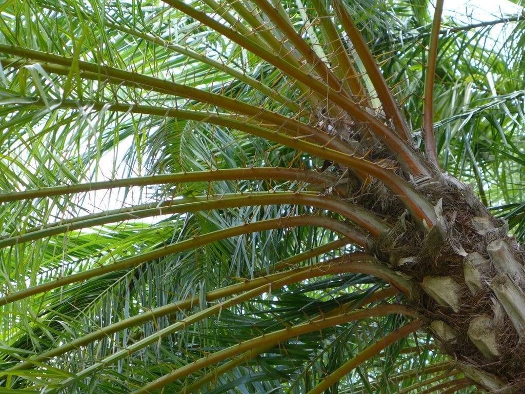 La Phoenix reclinata es una palmera muy decorativa