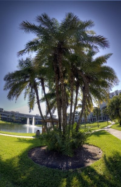 La Phoenix reclinata es una palmera de gran valor ornamental