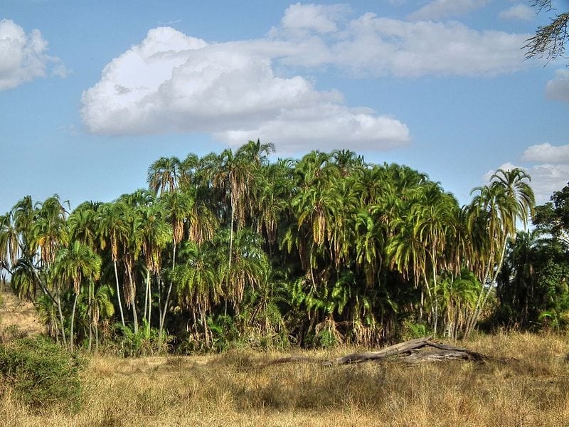 La Phoenix reclinata vive en África