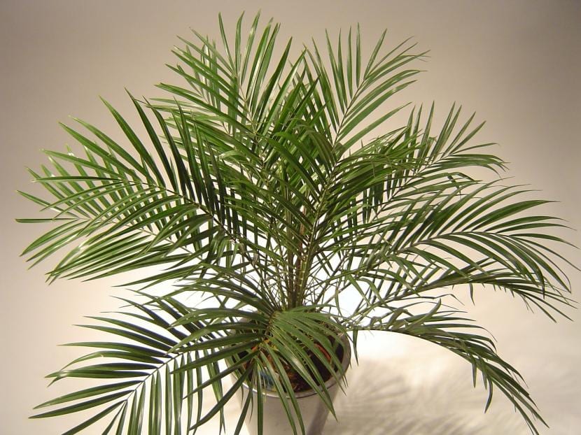 Phoenix roebelenii: cuidados de la palmera enana en España