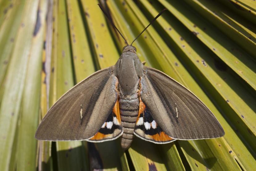 Paysandisia archon en una hoja de palmera