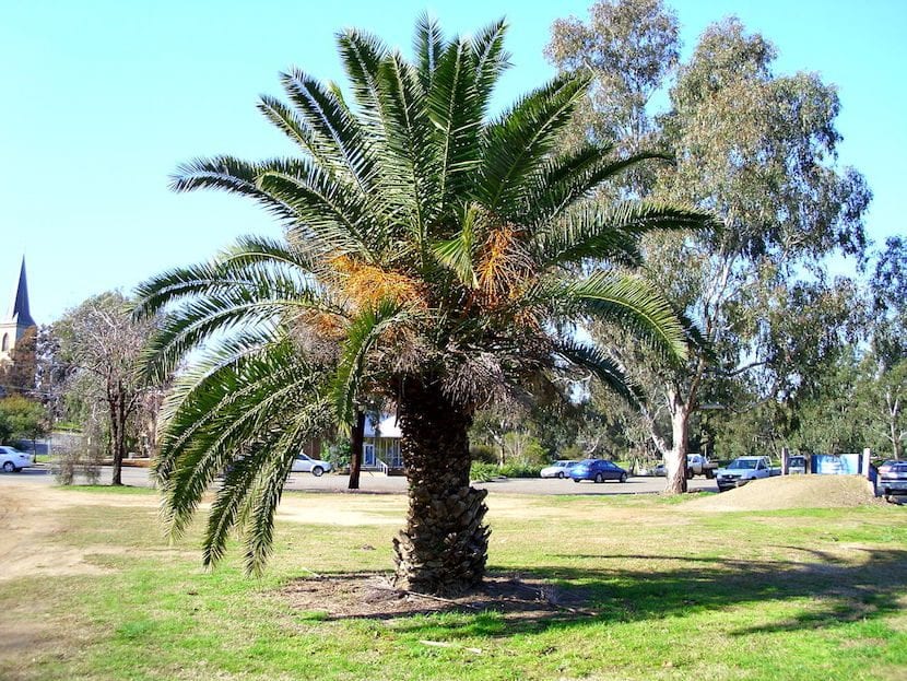 Palmera canaria en un jardín