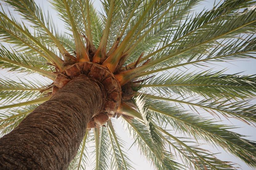 Phoenix dactylifera, la palmera datilera