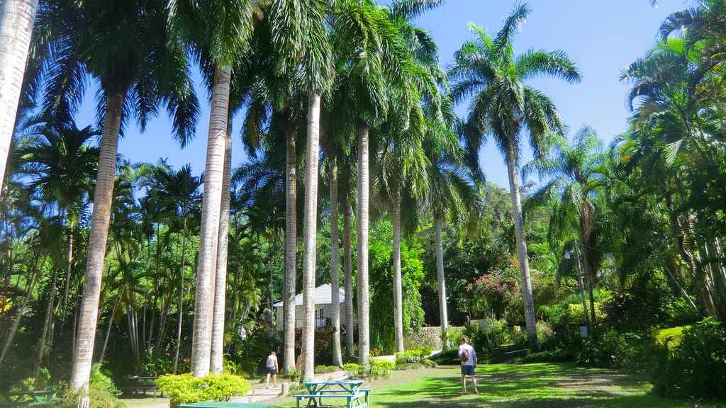 Plantar palmeras en el jardín: especies, época y hoyo