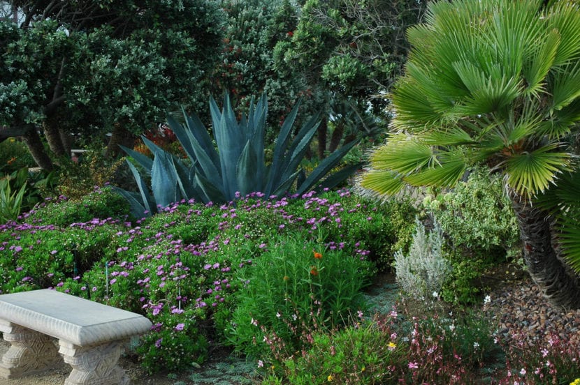Jardín con palmeras