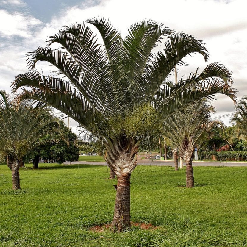 Palmera adulta de la especie Dypsis decaryi