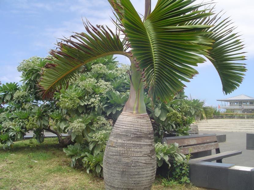 Palmera botella