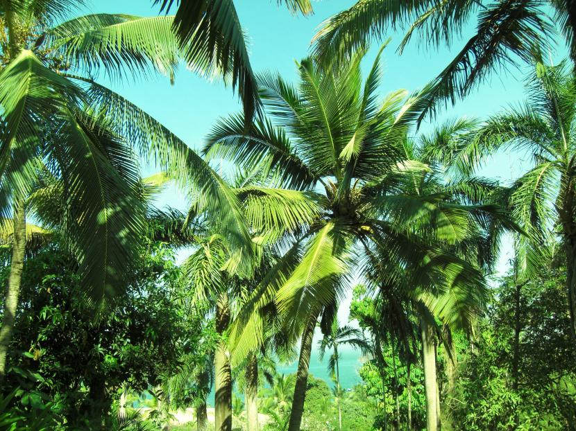 Palmeras