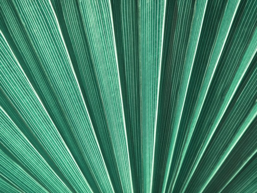 Detalle de Hoja de Livistona rotundifolia