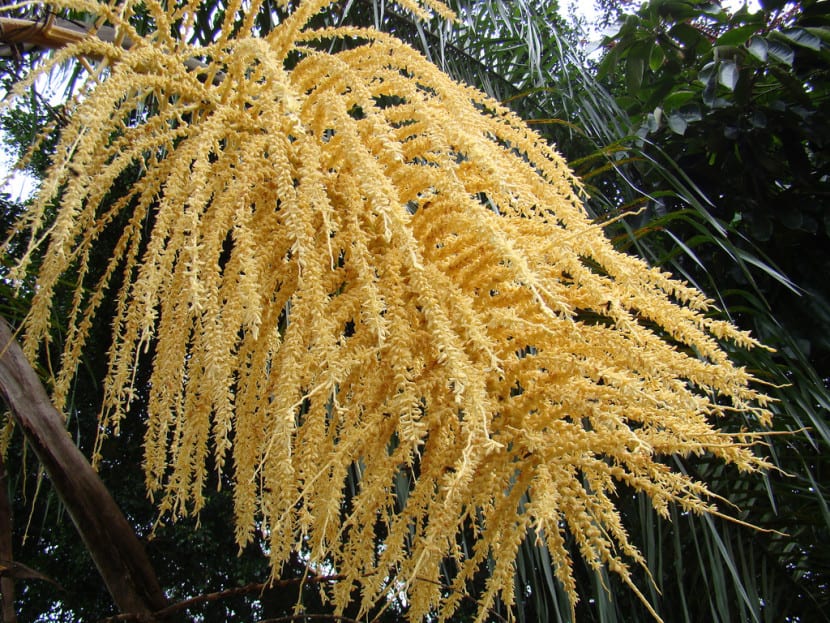 Inflorescencia de Syagrus