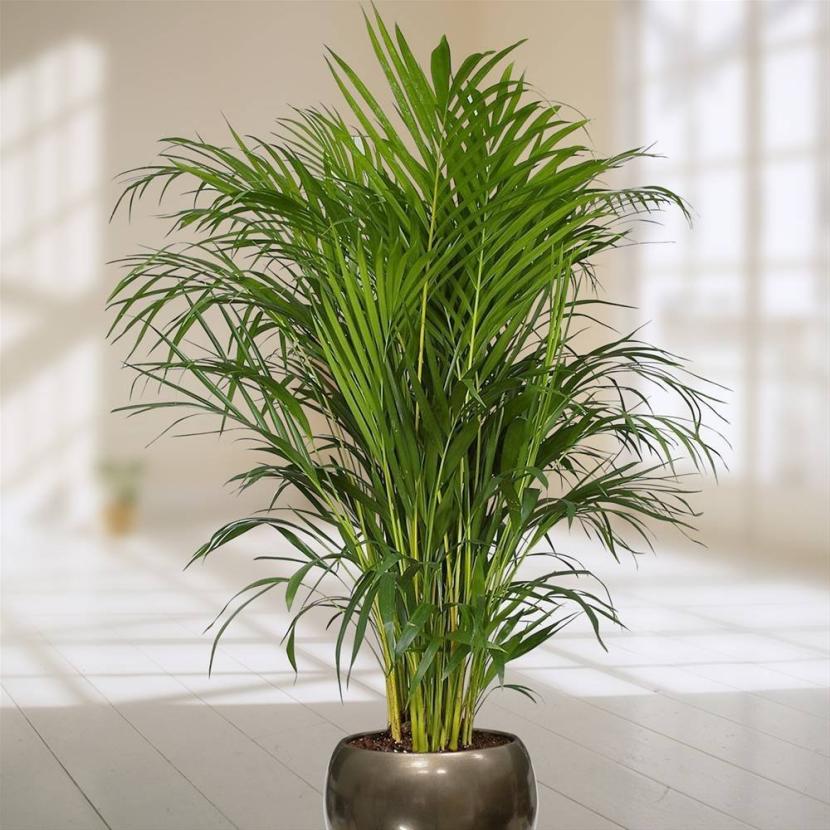 Dypsis lutescens