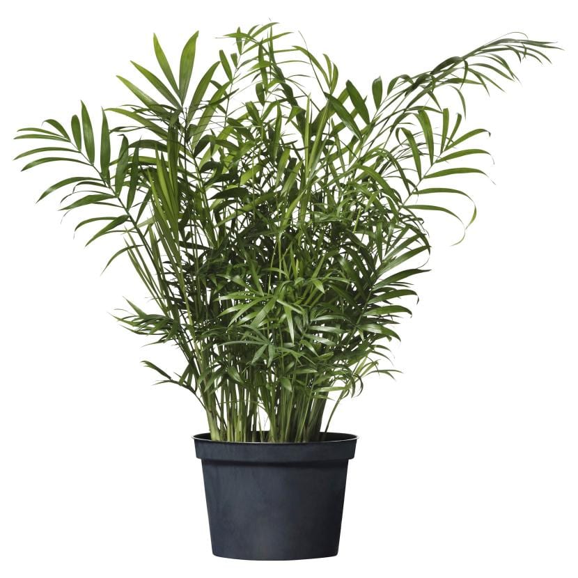 Chamedorea elegans