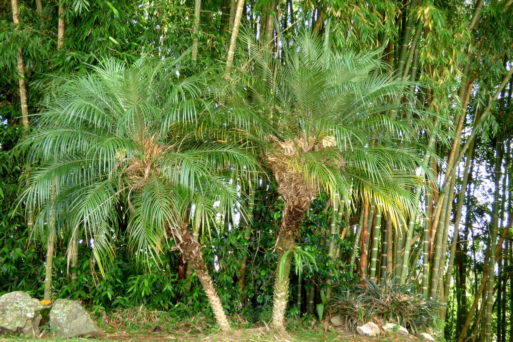 Cómo abonar las palmeras: qué usar y cuándo aplicarlo