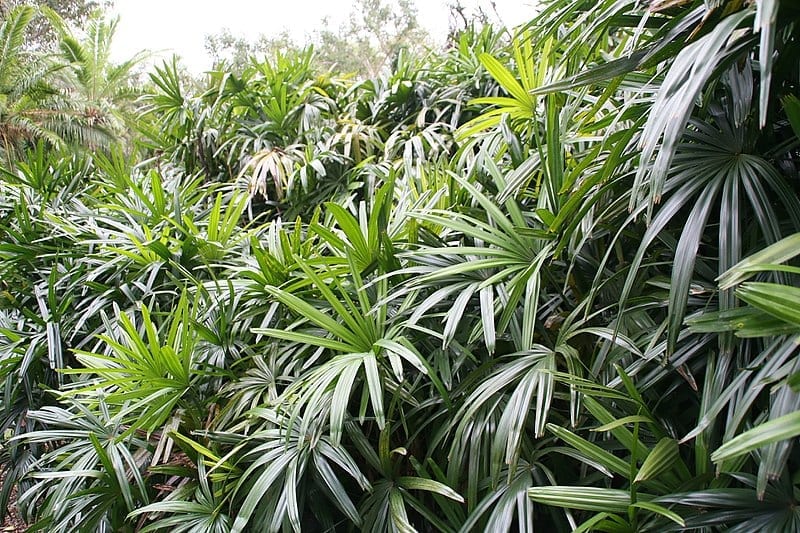 La Raphis excelsa es una palmera con hojas en forma de abanico