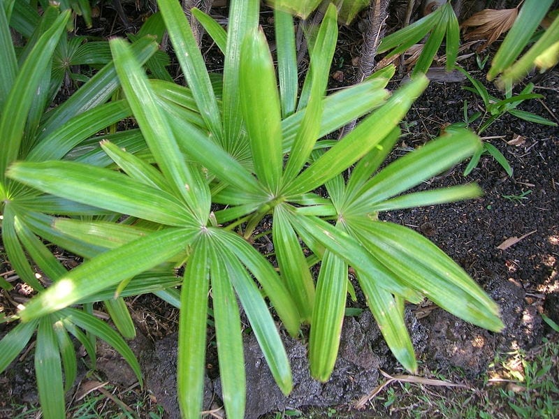 Las hojas de la Raphis excelsa son verdes