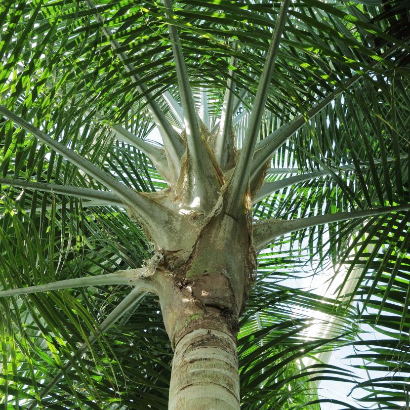 Ravenea rivularis