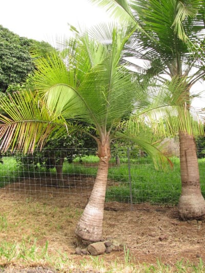 Ravenea rivularis
