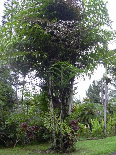 La Caryota mitis es multicaule