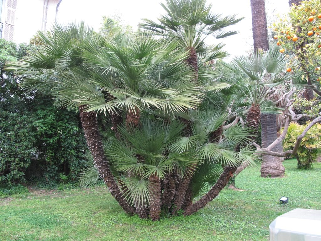Vista del Chamaerops humilis