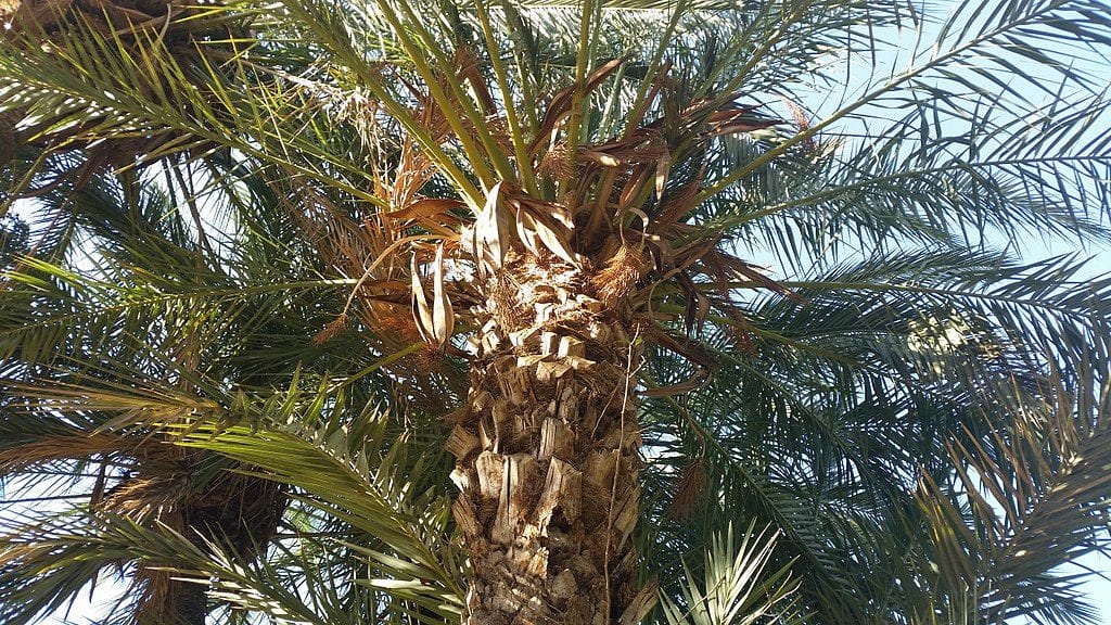 La datilera es una palmera multicaule