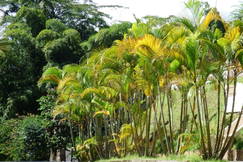 Vista de la Dypsis lutescens