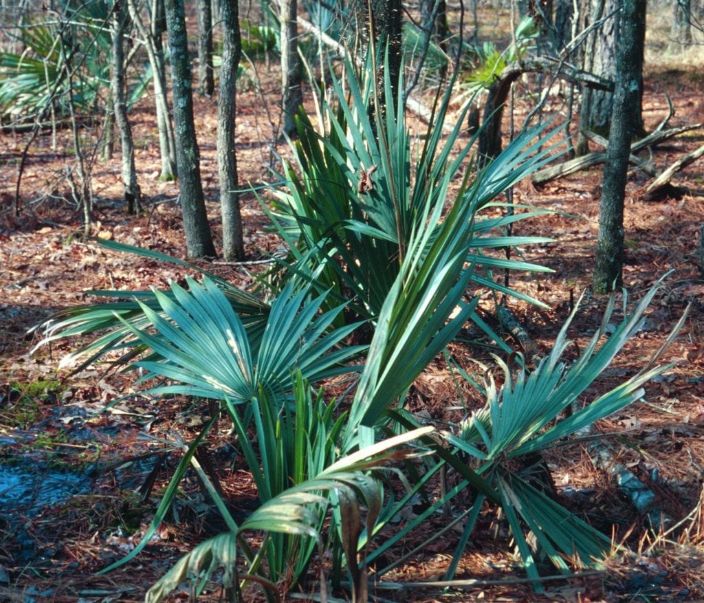 Palmera de Sabal minor