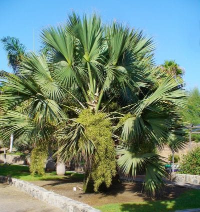 Vista del Sabal palmetto