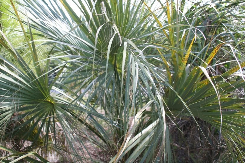 Sabal palmetto