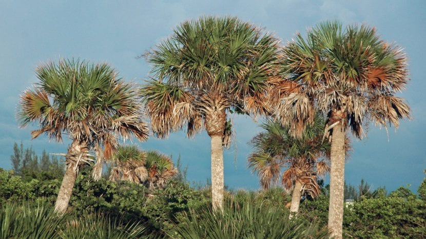Grupo de Sabal palmetto